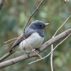 Myiagra rubecula (Leaden Flycatcher) at Deakin, ACT - 17 Mar 2019 by JackyF