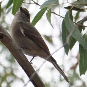 Pachycephala pectoralis at Hughes, ACT - 17 Mar 2019 05:07 PM