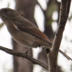 Pachycephala pectoralis at Hughes, ACT - 17 Mar 2019 05:07 PM