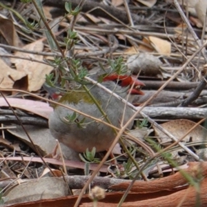 Neochmia temporalis at Deakin, ACT - 17 Mar 2019 04:31 PM