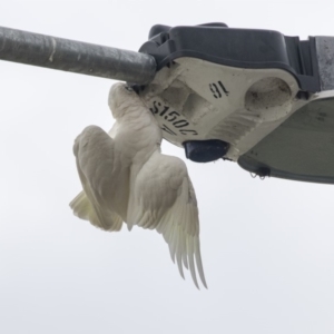 Cacatua sanguinea at Queanbeyan, NSW - 13 Mar 2019