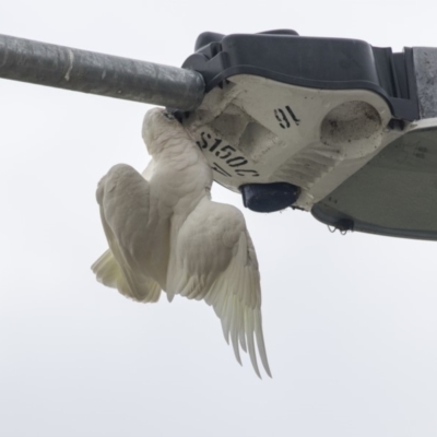 Cacatua sanguinea (Little Corella) at Queanbeyan, NSW - 12 Mar 2019 by Alison Milton