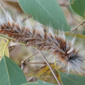 Anthela varia at Deakin, ACT - 17 Mar 2019