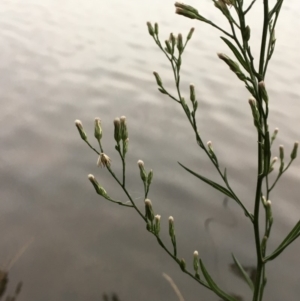 Symphyotrichum subulatum at Hackett, ACT - 17 Mar 2019