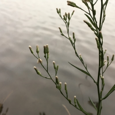 Symphyotrichum subulatum (Wild Aster, Bushy Starwort) at Hackett, ACT - 17 Mar 2019 by JaneR