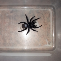 Unidentified Trapdoor, Funnelweb or Mouse spider (Mygalomorphae) at Denhams Beach, NSW - 17 Mar 2019 by PaulMartin