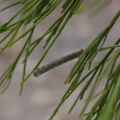 Lasiocampidae (family) (Snout moth) at Deakin, ACT - 17 Mar 2019 by JackyF