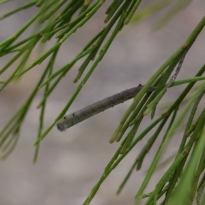 Lasiocampidae (family) at Deakin, ACT - 17 Mar 2019