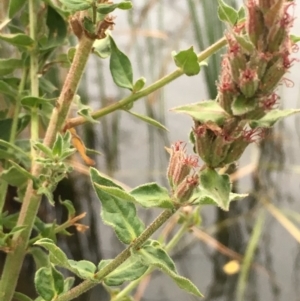 Lythrum salicaria at Hackett, ACT - 17 Mar 2019