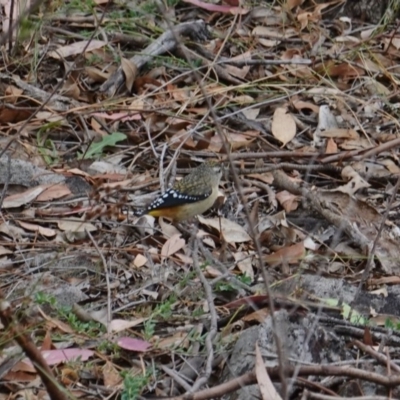 Pardalotus punctatus (Spotted Pardalote) at Deakin, ACT - 17 Mar 2019 by JackyF