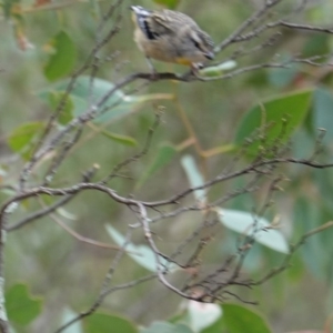 Pardalotus punctatus at Deakin, ACT - 17 Mar 2019 04:26 PM