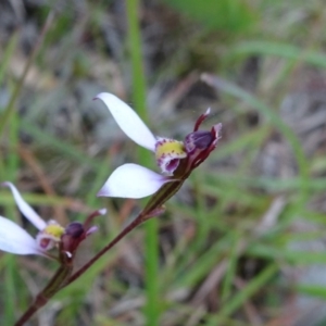 Eriochilus cucullatus at Mongarlowe, NSW - 13 Mar 2019