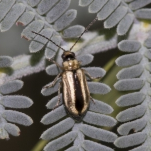 Monolepta froggatti at Queanbeyan East, NSW - 13 Mar 2019 10:01 AM