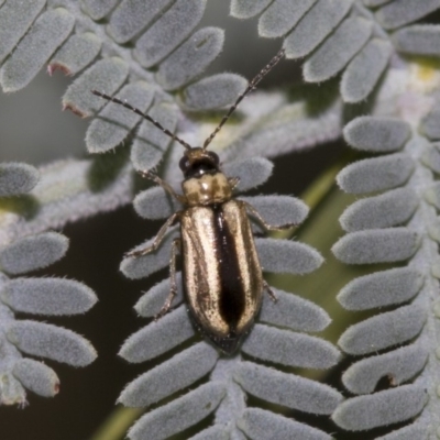 Monolepta froggatti (Leaf beetle) at Queanbeyan River - 12 Mar 2019 by AlisonMilton