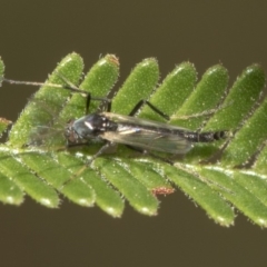 Chironomidae (family) (Non-biting Midge) at Queanbeyan East, NSW - 12 Mar 2019 by AlisonMilton