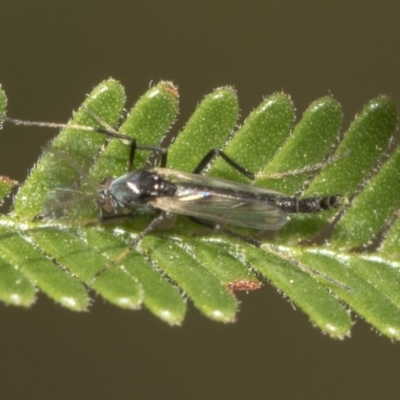 Chironomidae (family) (Non-biting Midge) at Queanbeyan East, NSW - 12 Mar 2019 by AlisonMilton