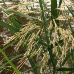 Phragmites australis (Common Reed) at Hackett, ACT - 17 Mar 2019 by JaneR