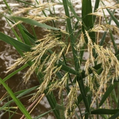 Phragmites australis (Common Reed) at Hackett, ACT - 17 Mar 2019 by JaneR