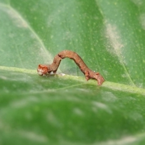 Ectropis (genus) at Hughes, ACT - 6 May 2019