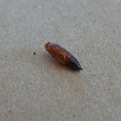 Ectropis (genus) at Hughes, ACT - 6 May 2019