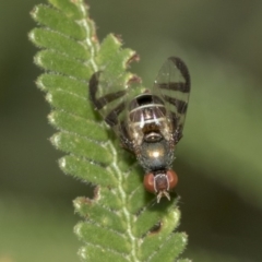 Rivellia sp. (genus) (Signal fly) at Queanbeyan East, NSW - 13 Mar 2019 by AlisonMilton
