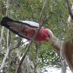 Eolophus roseicapilla (Galah) at Hughes, ACT - 17 Mar 2019 by JackyF