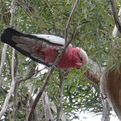 Eolophus roseicapilla (Galah) at Hughes, ACT - 17 Mar 2019 by JackyF