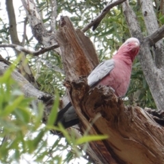 Eolophus roseicapilla at Hughes, ACT - 17 Mar 2019