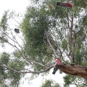 Eolophus roseicapilla at Hughes, ACT - 17 Mar 2019