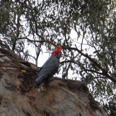 Callocephalon fimbriatum (Gang-gang Cockatoo) at Deakin, ACT - 17 Mar 2019 by JackyF