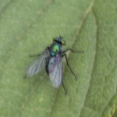 Austrosciapus sp. (genus) (Long-legged fly) at Queanbeyan East, NSW - 12 Mar 2019 by AlisonMilton