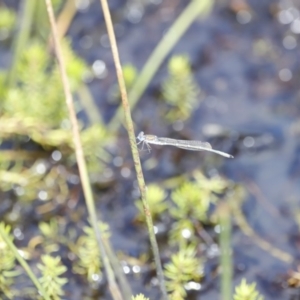 Austrolestes sp. (genus) at Rendezvous Creek, ACT - 16 Mar 2019 01:06 PM