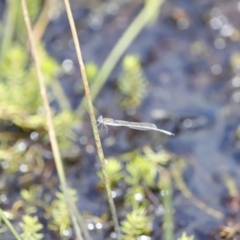 Austrolestes sp. (genus) at Rendezvous Creek, ACT - 16 Mar 2019 01:06 PM