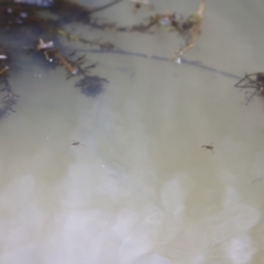 Notonectidae (family) (Backswimmer) at Rendezvous Creek, ACT - 16 Mar 2019 by JimL