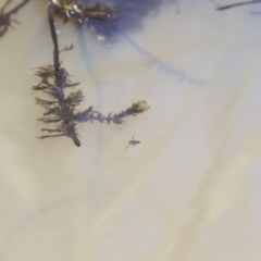 Notonectidae (family) at Rendezvous Creek, ACT - 16 Mar 2019