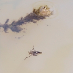 Notonectidae (family) at Rendezvous Creek, ACT - 16 Mar 2019