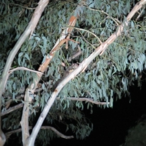 Petaurus notatus at Rendezvous Creek, ACT - 9 Mar 2019