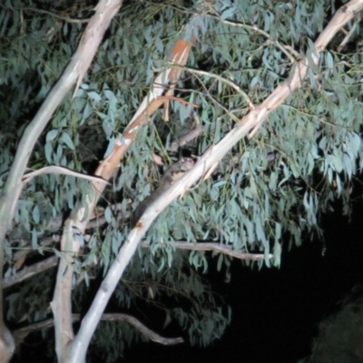 Petaurus notatus (Krefft’s Glider, Sugar Glider) at Rendezvous Creek, ACT - 9 Mar 2019 by Cricket