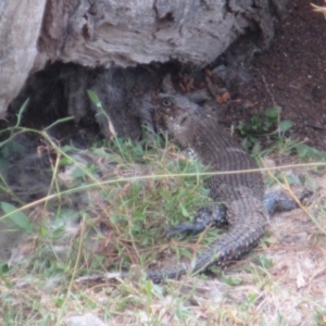 Egernia cunninghami at Rendezvous Creek, ACT - 10 Mar 2019