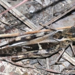Gastrimargus musicus (Yellow-winged Locust or Grasshopper) at Rosedale, NSW - 15 Mar 2019 by jb2602