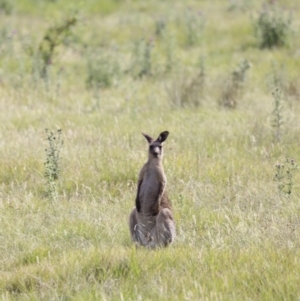 Macropus giganteus at Rendezvous Creek, ACT - 20 Jan 2019