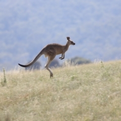 Macropus giganteus at Rendezvous Creek, ACT - 20 Jan 2019