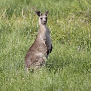 Macropus giganteus at Rendezvous Creek, ACT - 20 Jan 2019