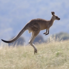 Macropus giganteus at Rendezvous Creek, ACT - 20 Jan 2019