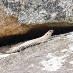 Egernia cunninghami (Cunningham's Skink) at Rendezvous Creek, ACT - 20 Jan 2019 by JimL