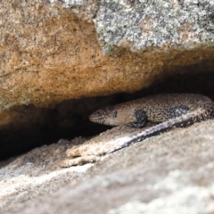 Egernia cunninghami at Rendezvous Creek, ACT - 20 Jan 2019 10:18 AM