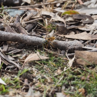 Vespula germanica (European Wasp, German Yellowjacket Wasp) at Tennent, ACT - 16 Mar 2019 by Matthewl