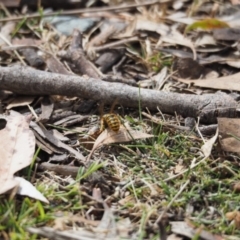 Vespula germanica at Tennent, ACT - 16 Mar 2019