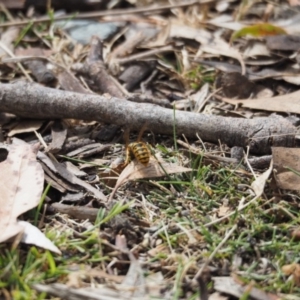 Vespula germanica at Tennent, ACT - 16 Mar 2019