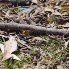 Vespula germanica at Tennent, ACT - 16 Mar 2019